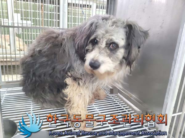 종료(안락사) 믹스…